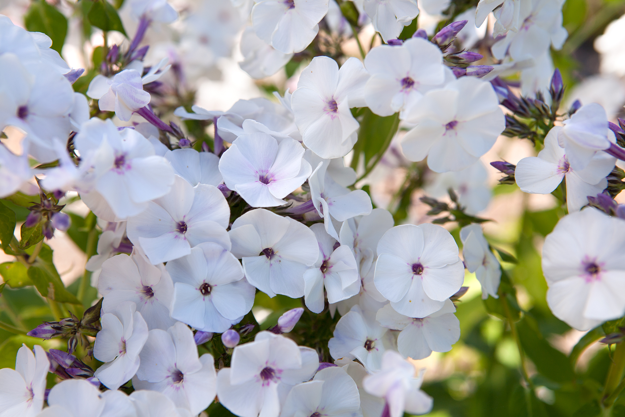 Phlox paniculata 'Blue Ice'
